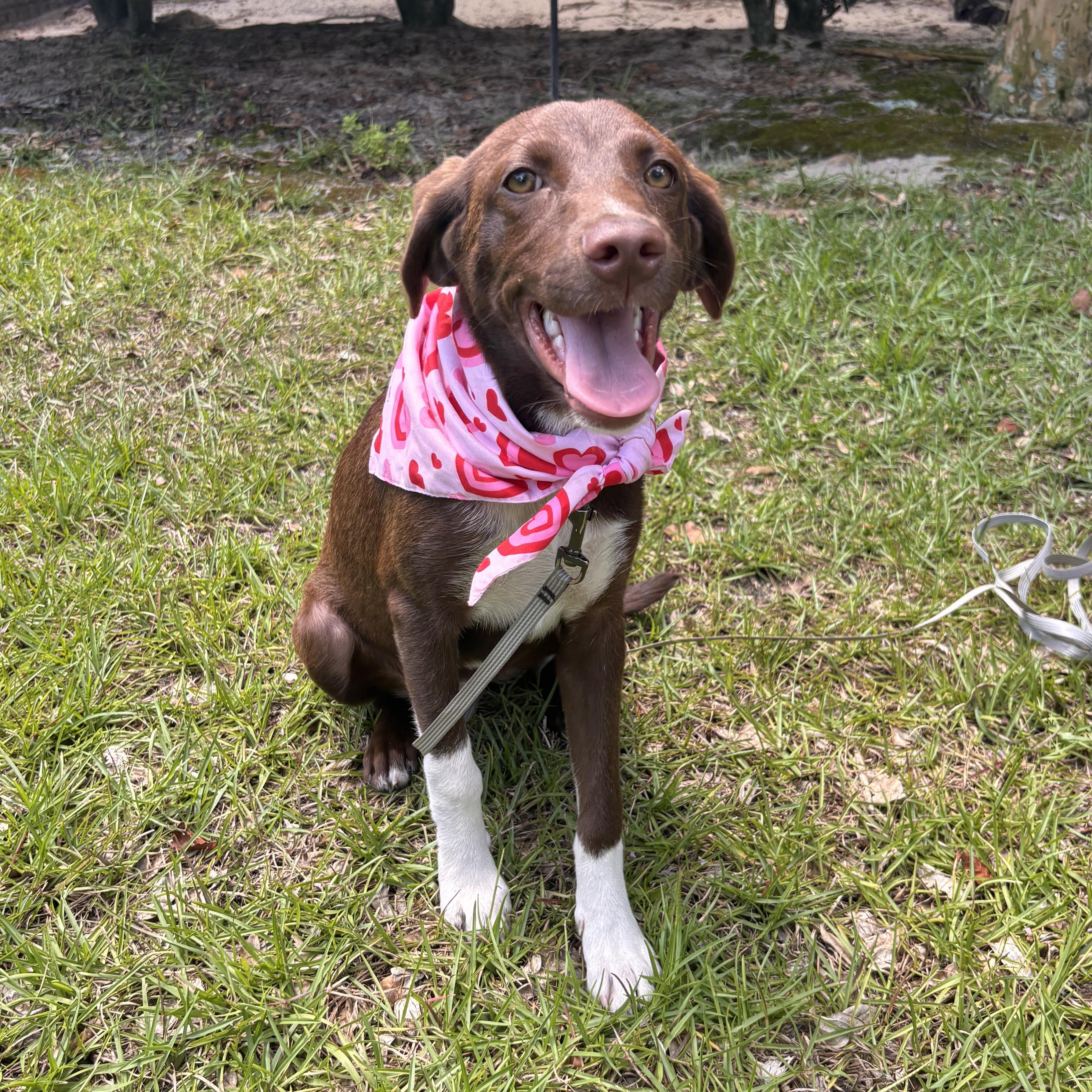 Canela, an adoptable mixed breed in Leesville, SC image 6/6