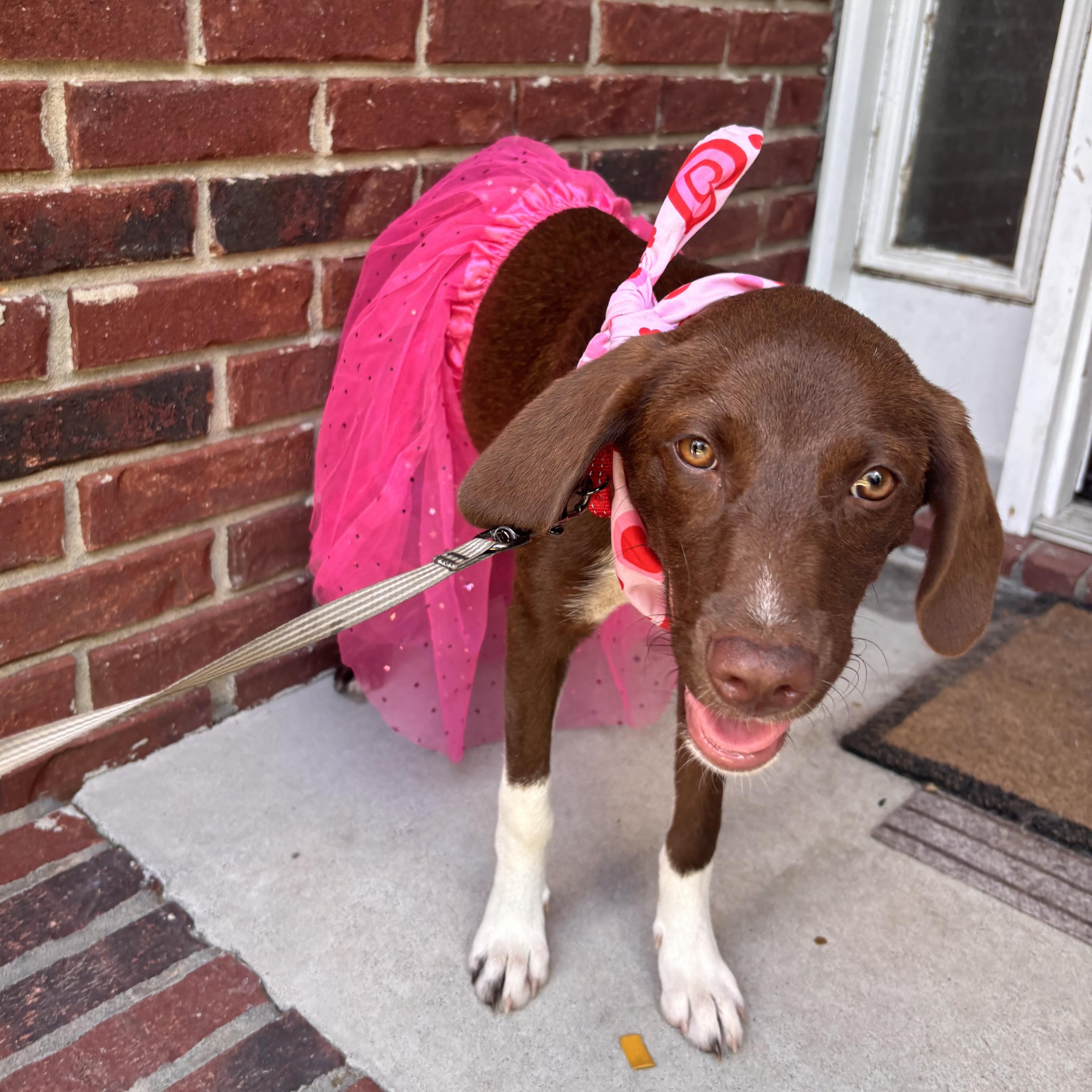 Canela, an adoptable mixed breed in Leesville, SC image 5/6