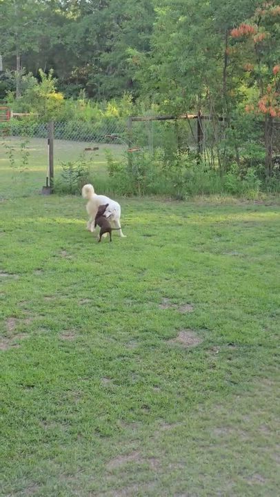 Enlarge Canela, an adopted mixed breed in Leesville, SC video 6/6