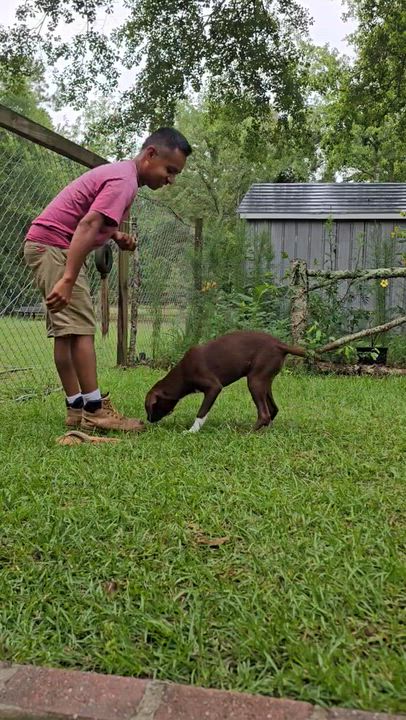 Enlarge Canela, an adopted mixed breed in Leesville, SC video 5/6