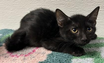 Helly, Adoptable, Adult Female Domestic Short Hair & Domestic Short Hair.