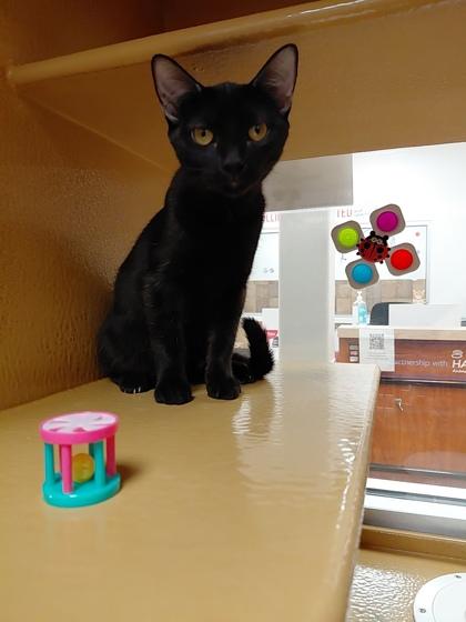 Enlarge Helly, a Adoptable mixed breed in Phoenix, AZ image 2/2