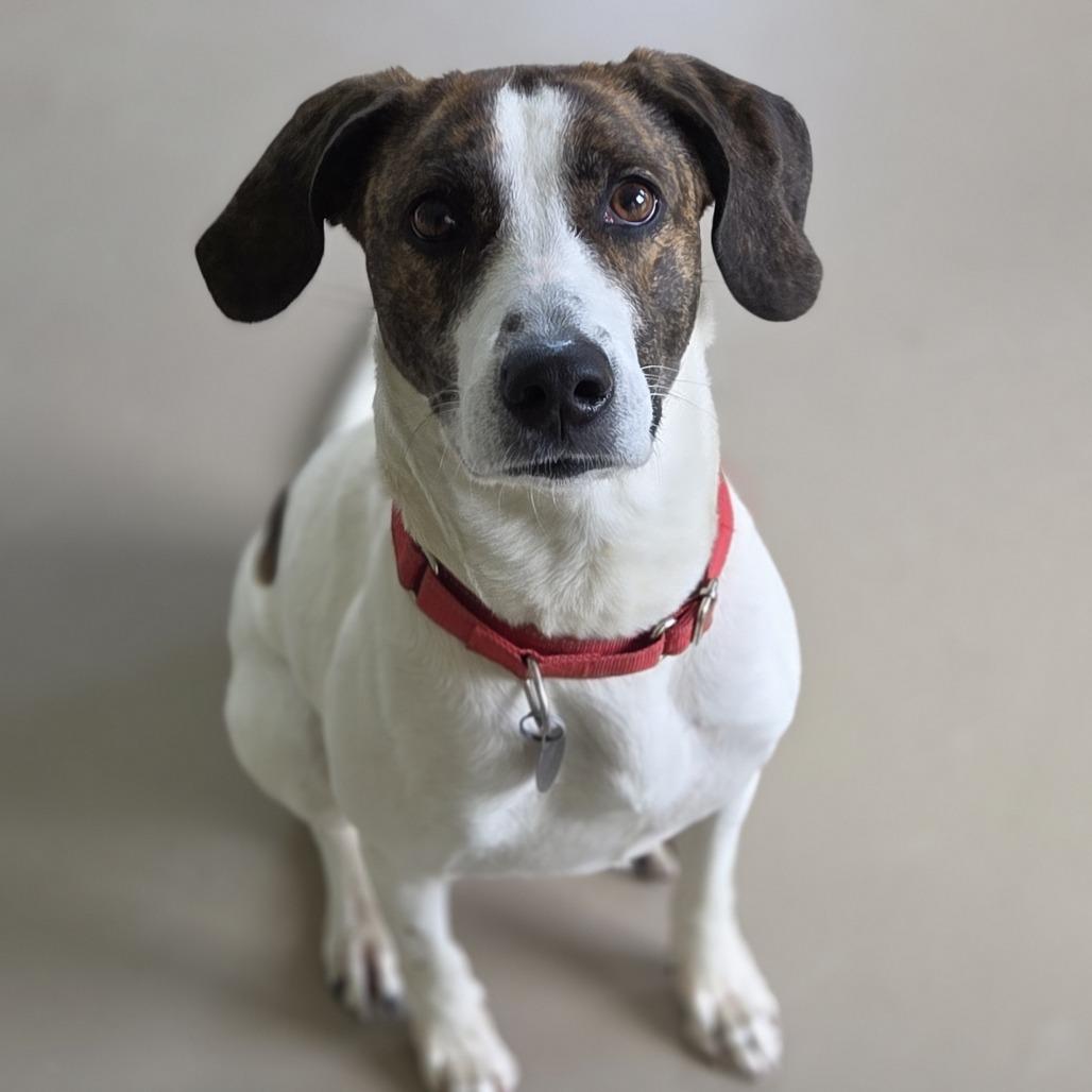 Blu, a Adoptable mixed breed in Pittsford, VT image 1/5