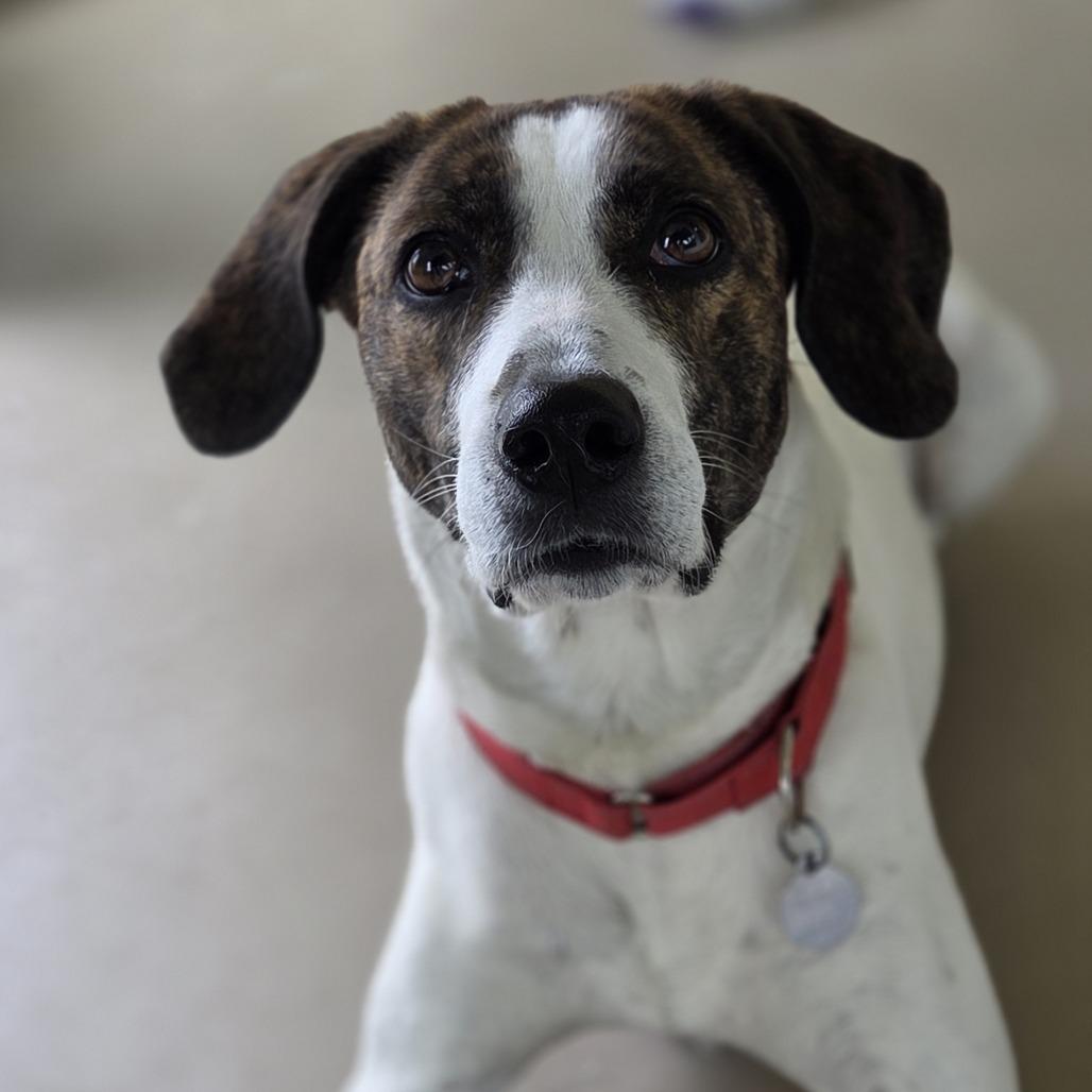Blu, a Adoptable mixed breed in Pittsford, VT image 3/5