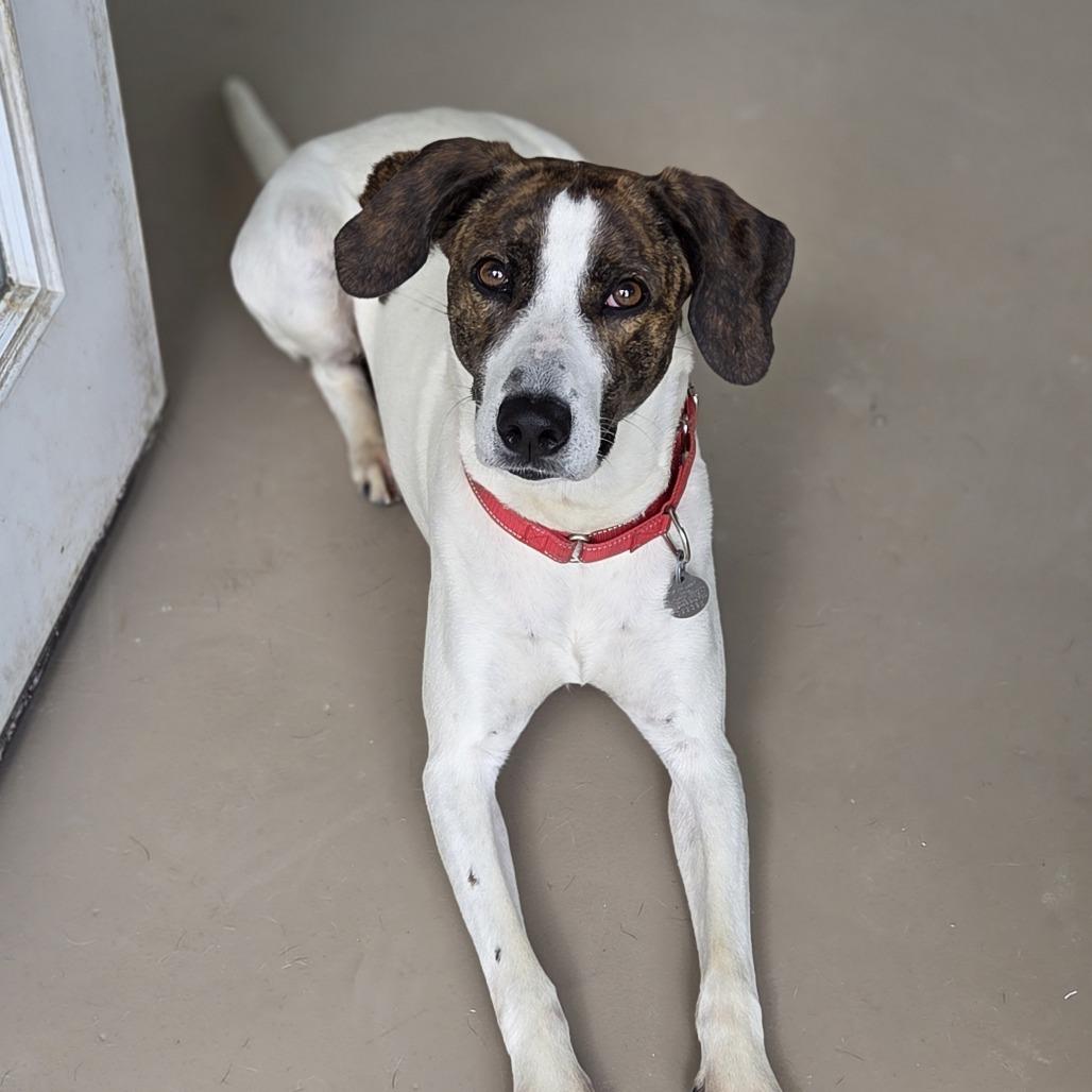 Blu, a Adoptable mixed breed in Pittsford, VT image 5/5