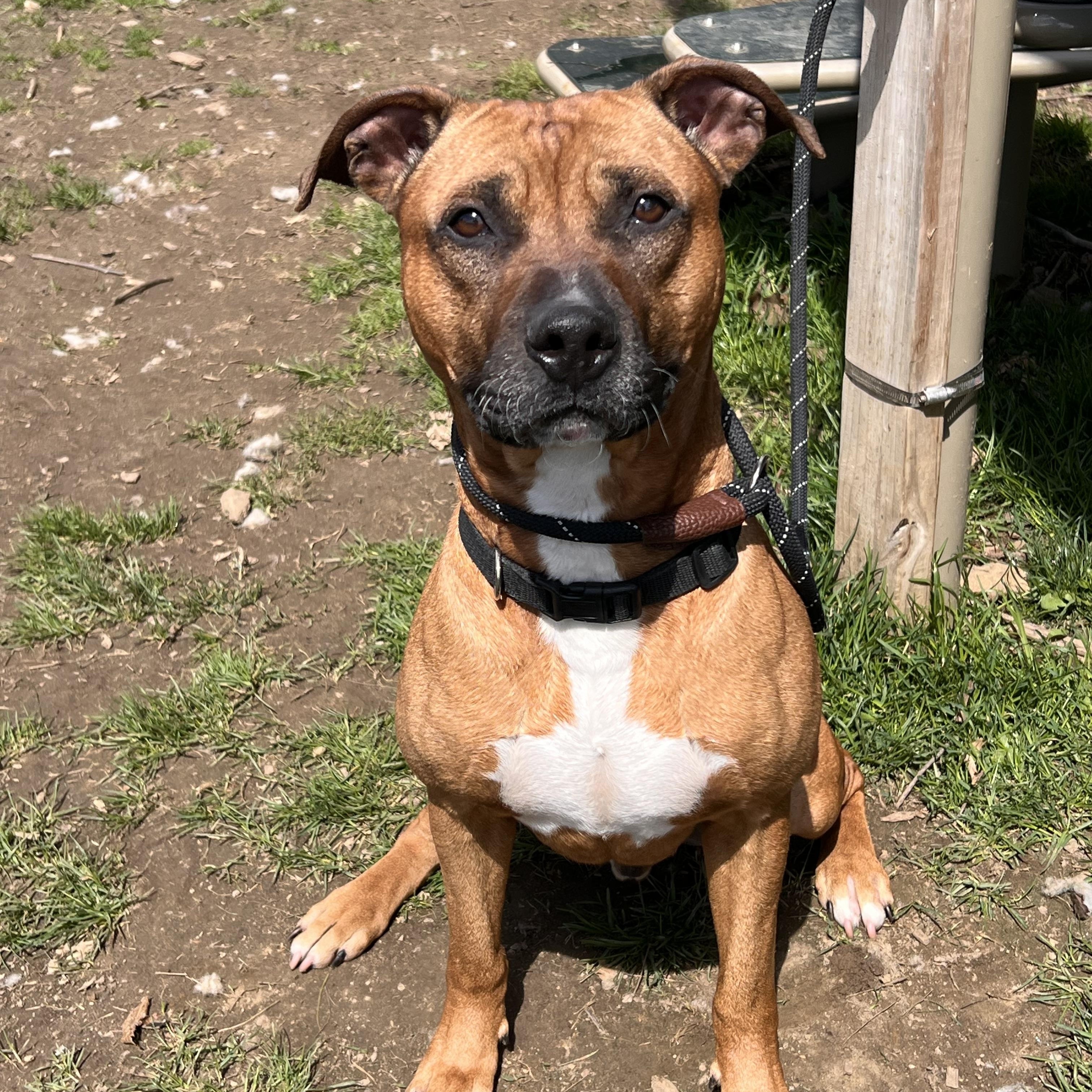 Enlarge Boomer, an adopted mixed breed in Yonkers, NY image 2/3