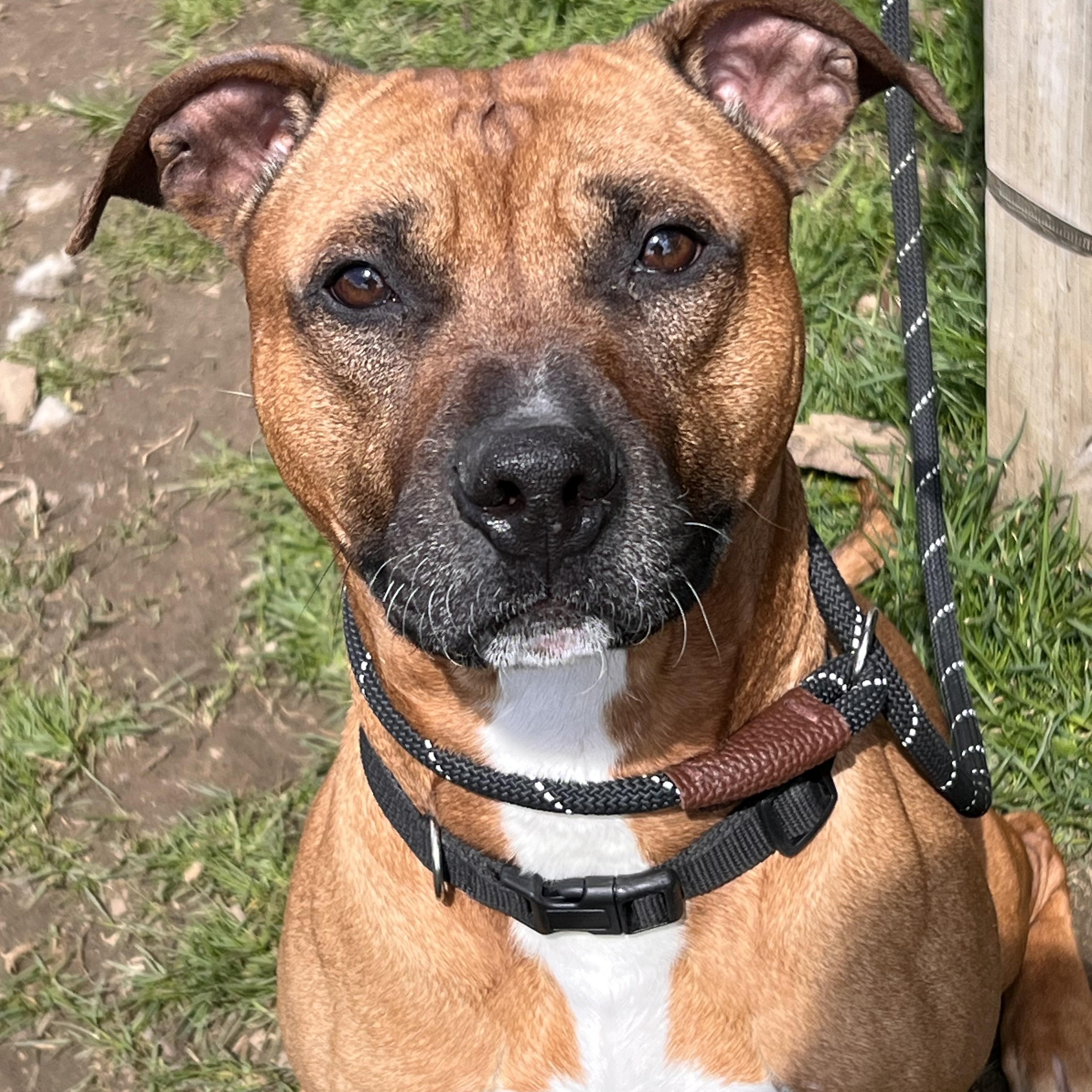 Enlarge Boomer, an adopted mixed breed in Yonkers, NY image 1/3