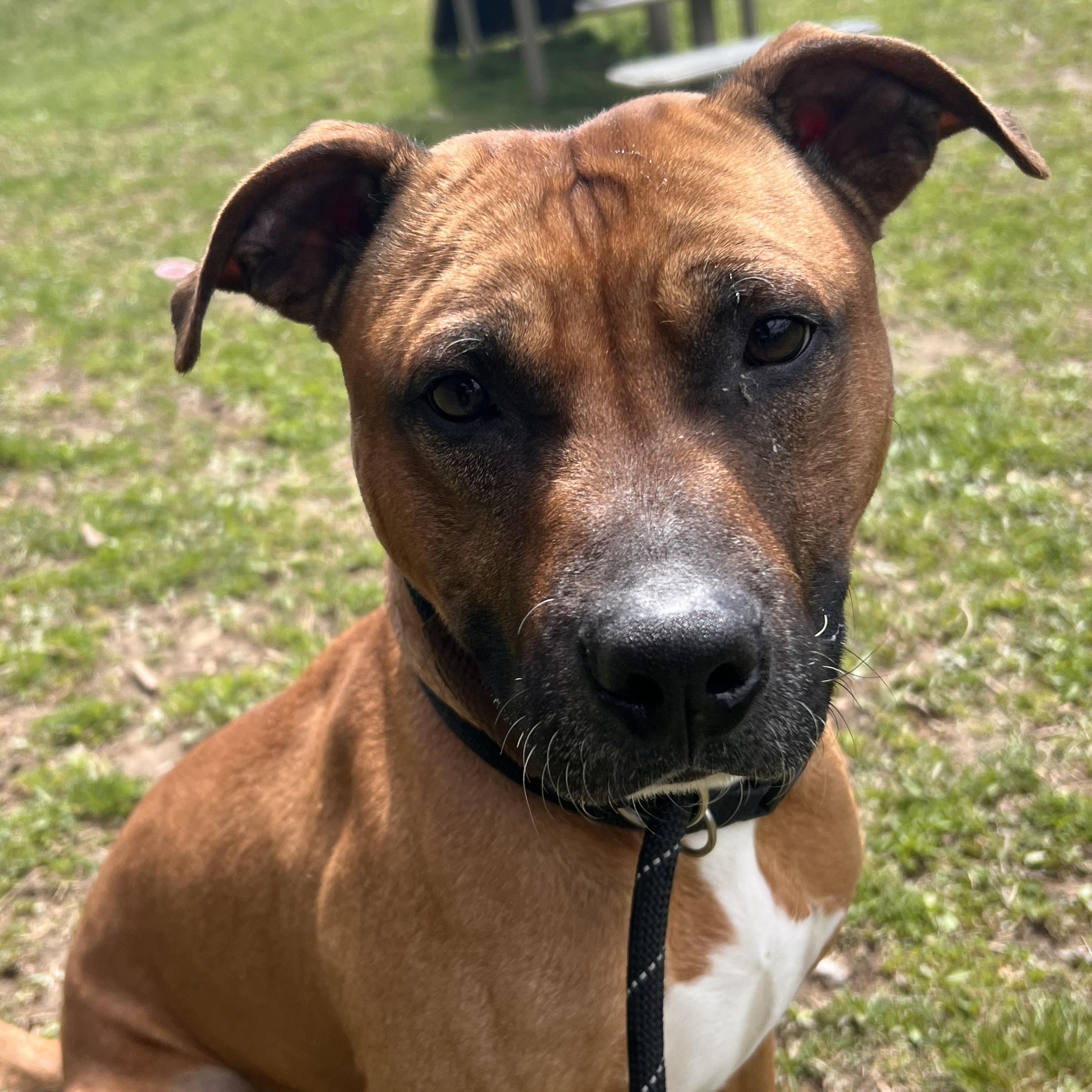 Enlarge Boomer, an adopted mixed breed in Yonkers, NY image 3/3
