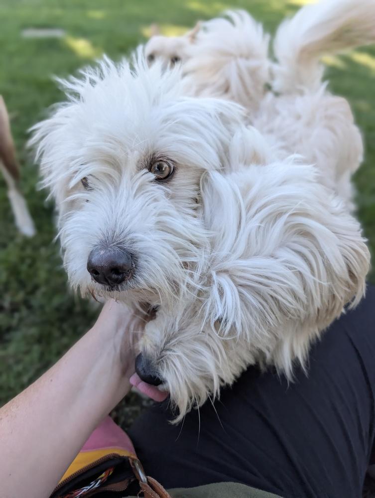 Enlarge Comet, a Adoptable mixed breed in Roseville, CA image 1/4