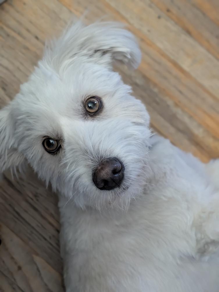 Enlarge Comet, a Adoptable mixed breed in Roseville, CA image 1/5