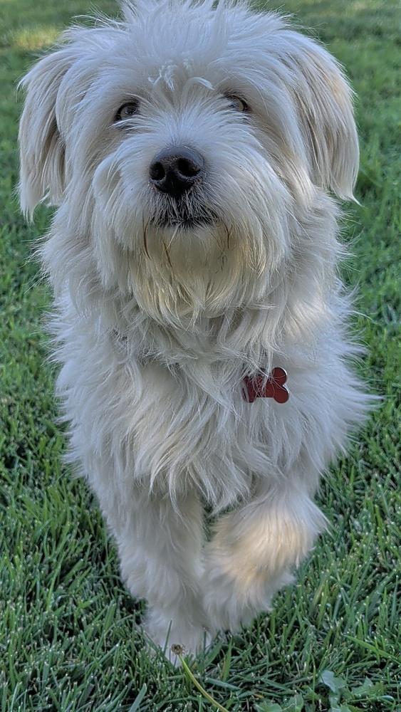 Enlarge Comet, a Adoptable mixed breed in Roseville, CA image 2/4