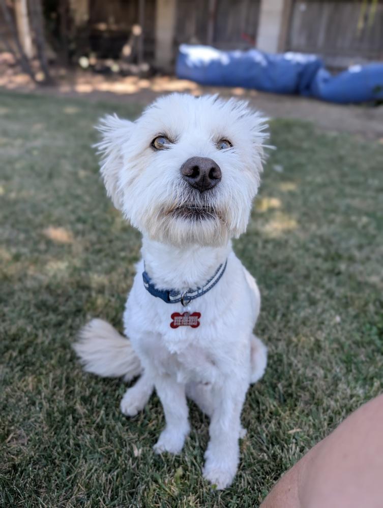 Enlarge Comet, a Adoptable mixed breed in Roseville, CA image 2/5