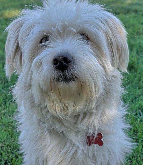 Enlarge Comet, a Adoptable mixed breed in Roseville, CA image 3/5