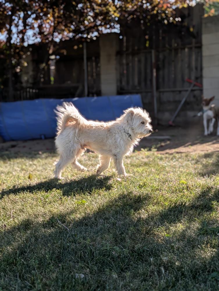 Enlarge Comet, a Adoptable mixed breed in Roseville, CA image 3/4