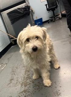 Enlarge Comet, a Adoptable mixed breed in Roseville, CA image 4/4