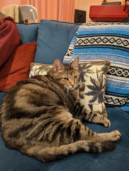 Enlarge Zenny, a Adoptable mixed breed in Montreal, QC image 2/3