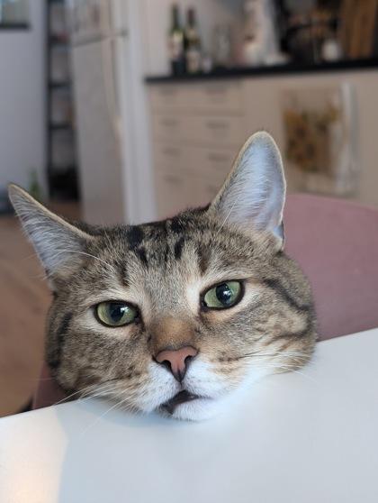 Zenny, a Adoptable mixed breed in Montreal, QC image 2/3