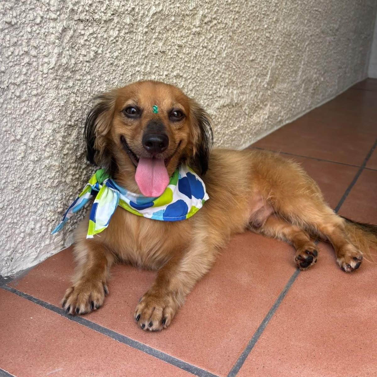Simba, adopted, Adult Male Dachshund.