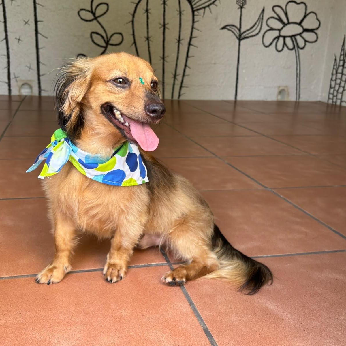 Enlarge Simba, an adopted Dachshund in Lyndeborough, NH image 6/6