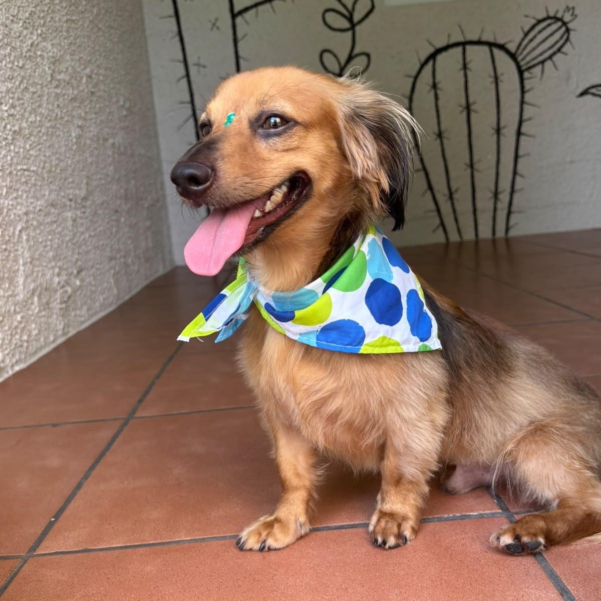 Enlarge Simba, an adopted Dachshund in Lyndeborough, NH image 5/6