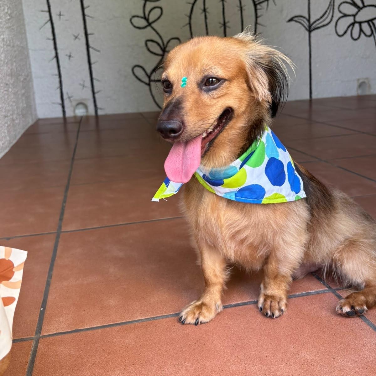 Enlarge Simba, an adopted Dachshund in Lyndeborough, NH image 3/6