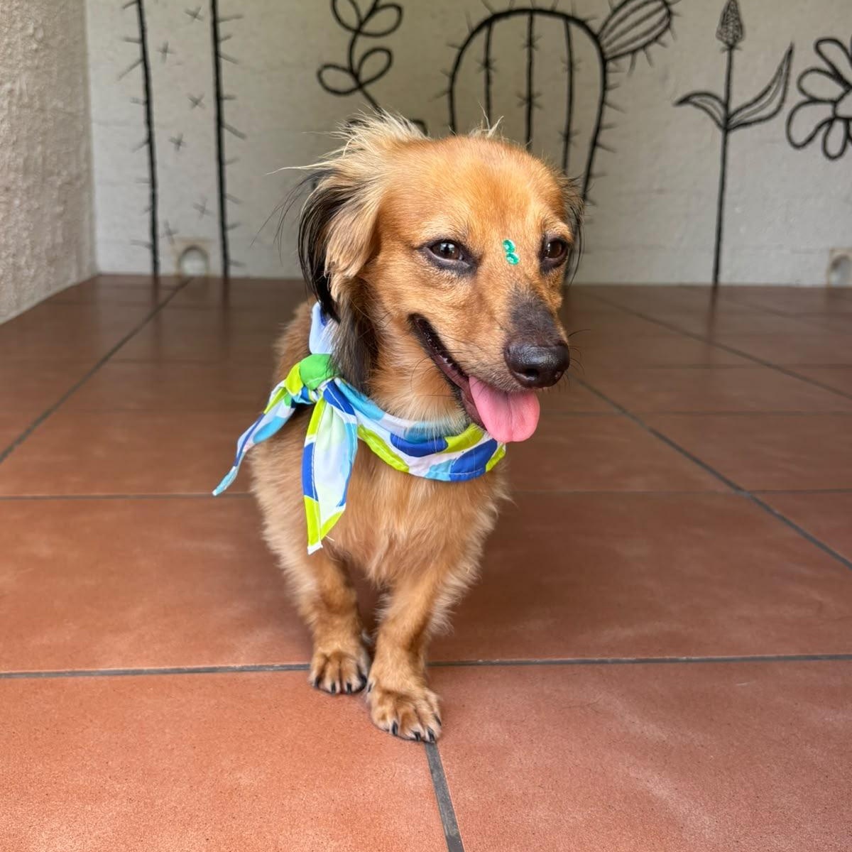 Enlarge Simba, an adopted Dachshund in Lyndeborough, NH image 4/6