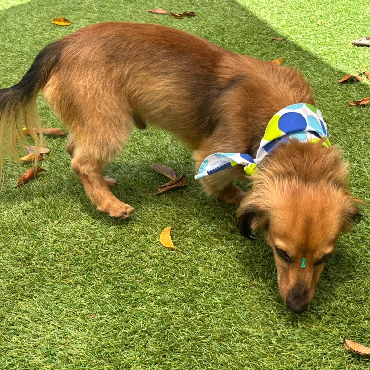 Enlarge Simba, an adopted Dachshund in Lyndeborough, NH image 2/6