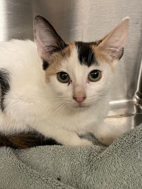 Enlarge Capri, a ADOPTABLE Domestic Short Hair in Prudenville, MI image 1/1