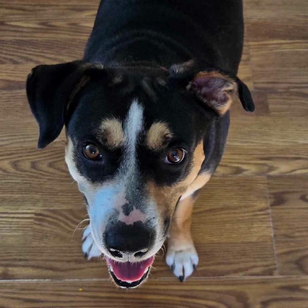 Enlarge Bailey, a Adoptable mixed breed in Baldwin, WI image 2/6