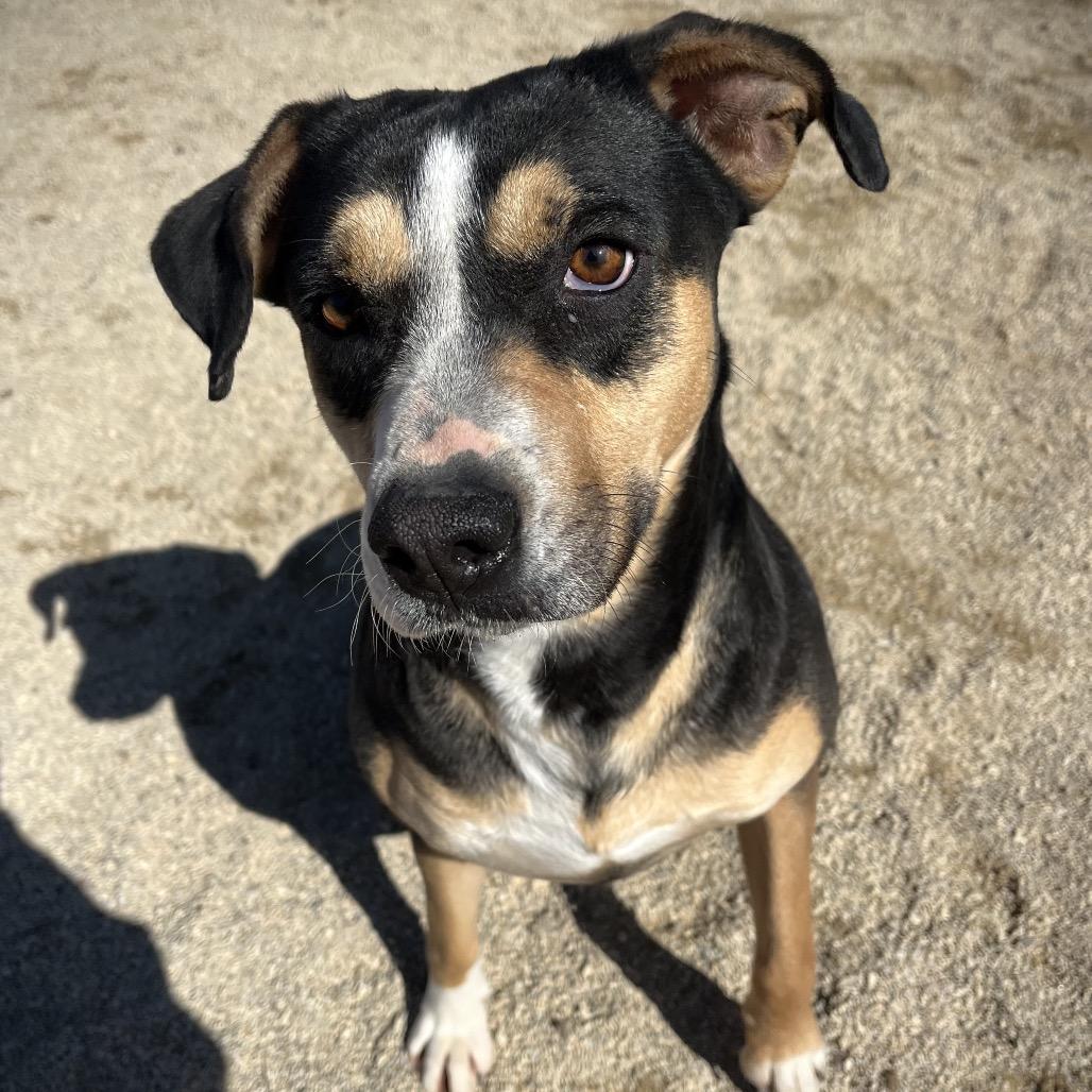 Enlarge Bailey, a Adoptable mixed breed in Baldwin, WI image 4/6