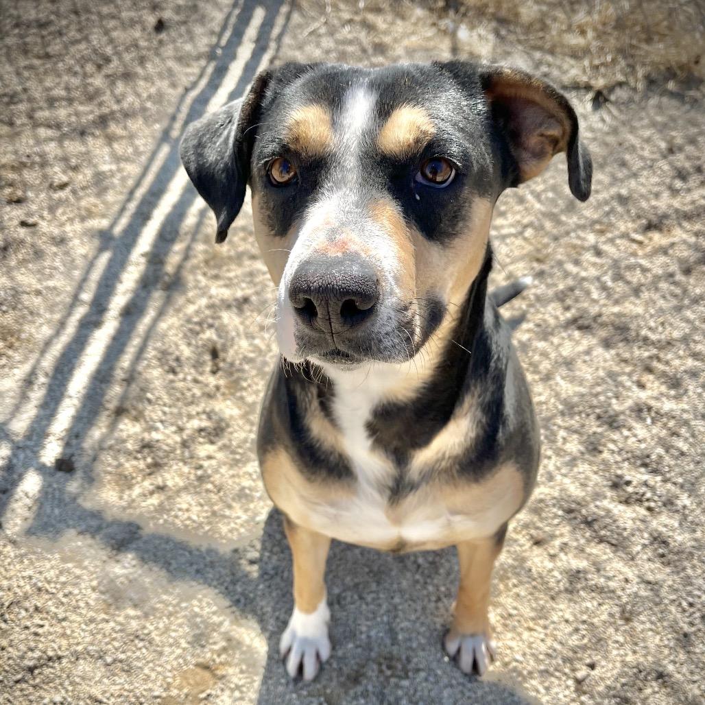 Enlarge Bailey, a Adoptable mixed breed in Baldwin, WI image 6/6