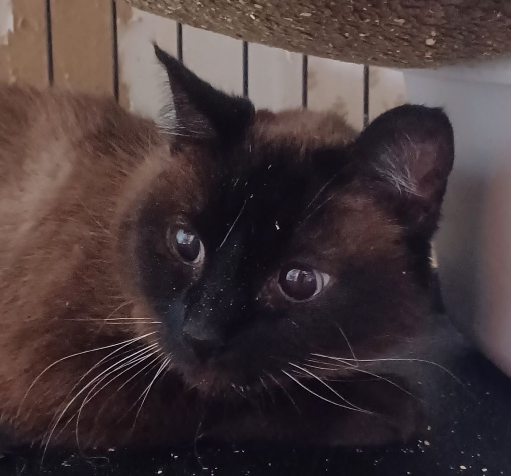 Cat for adoption Always Wear Warm, a Siamese in Lees Summit, MO