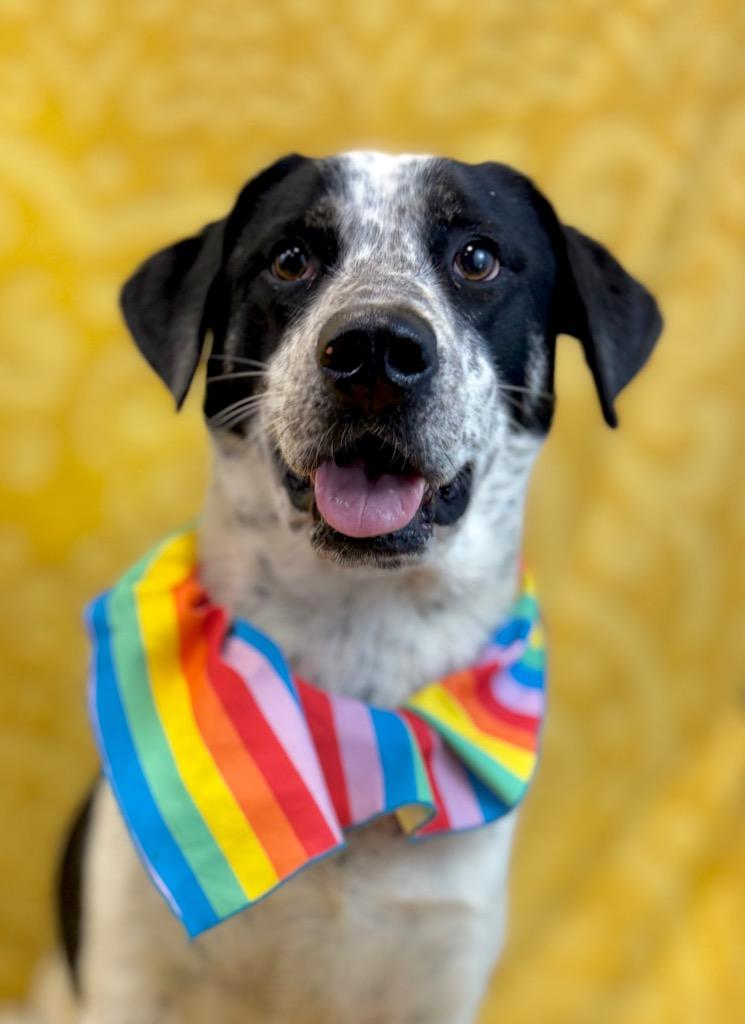 Tank, Adoptable, Young Male Australian Cattle Dog / Blue Heeler.