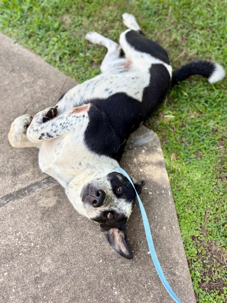 Tank, a Adoptable mixed breed in Nacogdoches, TX image 2/6