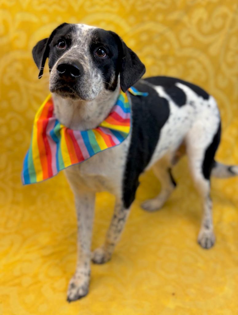 Tank, a Adoptable mixed breed in Nacogdoches, TX image 3/6