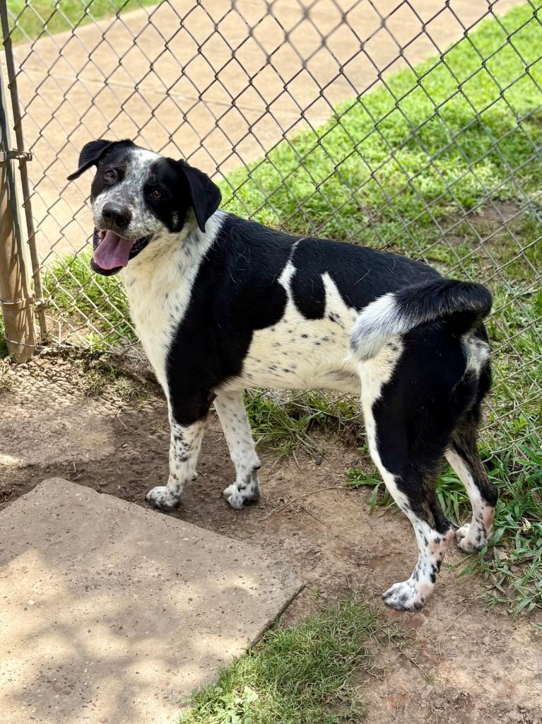 Tank, a Adoptable mixed breed in Nacogdoches, TX image 4/6