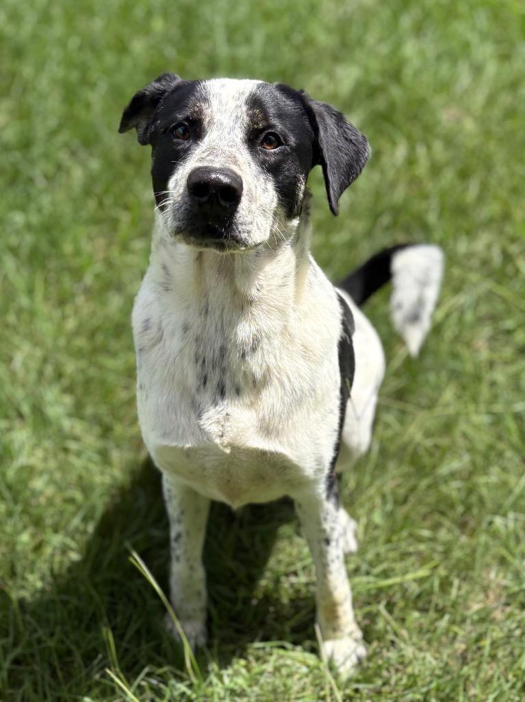 Tank, a Adoptable mixed breed in Nacogdoches, TX image 5/6