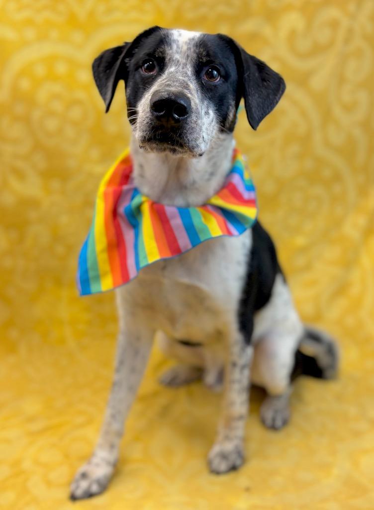 Tank, a Adoptable mixed breed in Nacogdoches, TX image 6/6