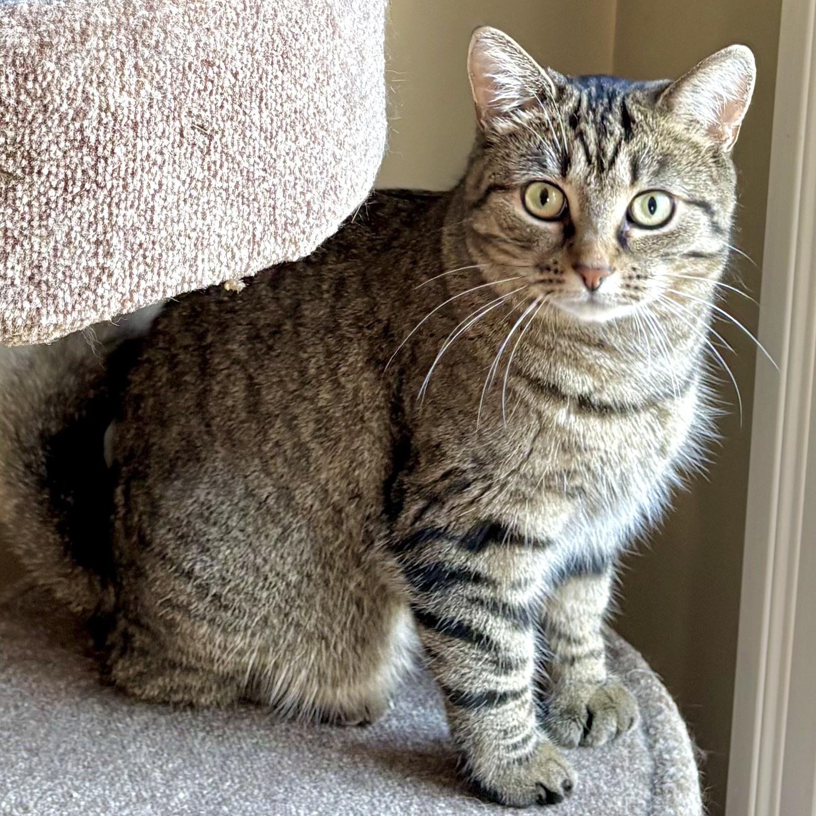 Zizi, an adoptable Domestic Short Hair in Ottawa, ON, K2H 7A3 | Photo Image 1