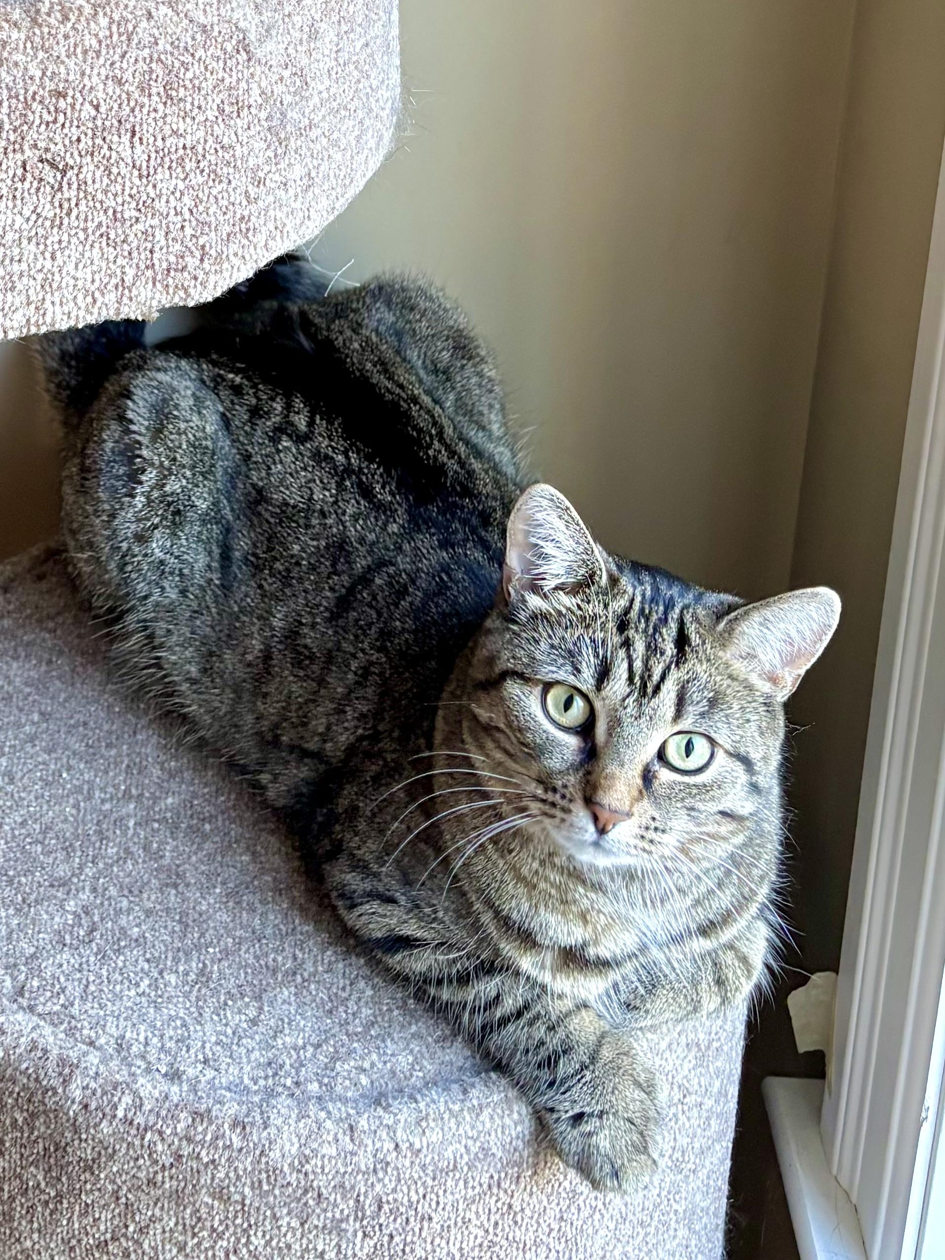 Zizi, a Adoptable Domestic Short Hair in Ottawa, ON image 6/6