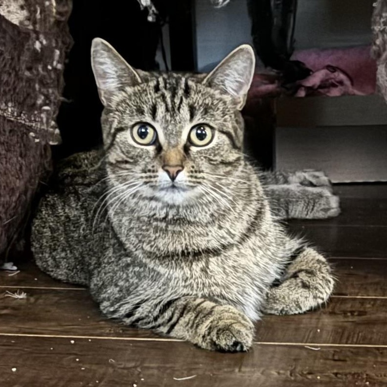 Zizi, a Adoptable Domestic Short Hair in Ottawa, ON image 5/6