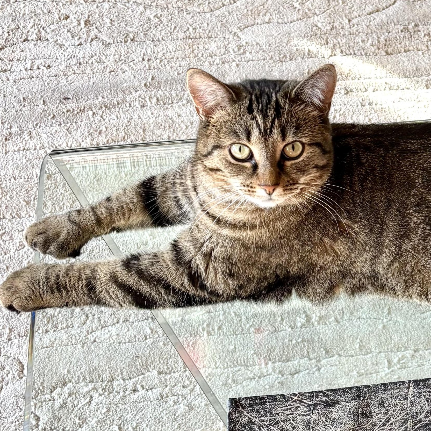 Zizi, adoptable, Adult Female Domestic Short Hair.