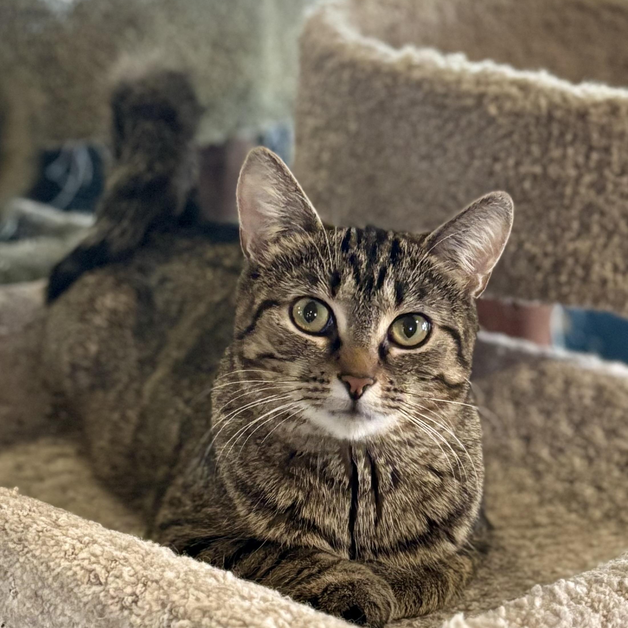 Zizi, a Adoptable Domestic Short Hair in Ottawa, ON image 3/6