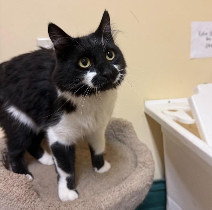 Enlarge Flower, a Adoptable mixed breed in Thayne, WY image 1/1
