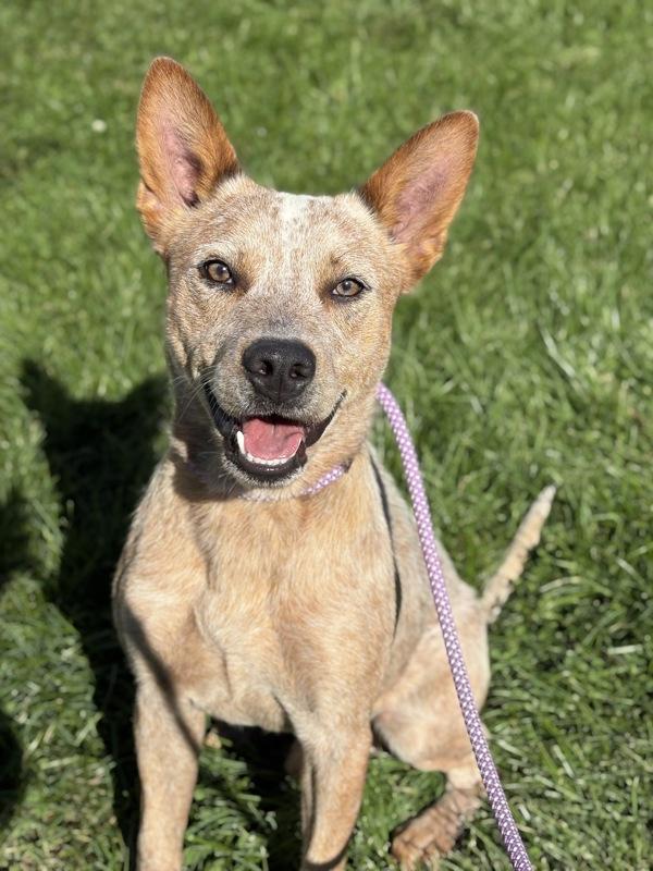 Enlarge Grasshopper, a Adoptable mixed breed in Lancaster, OH image 1/1