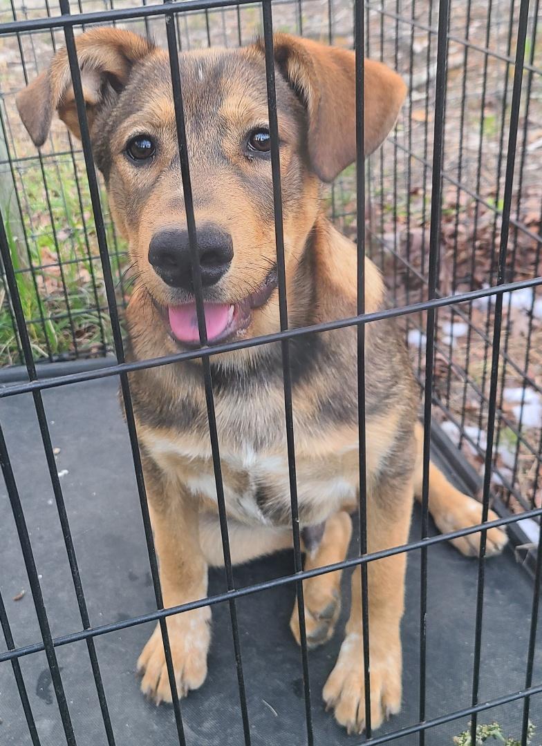 Echo, Adoptable, Puppy Male German Shepherd Dog & Labrador Retriever.