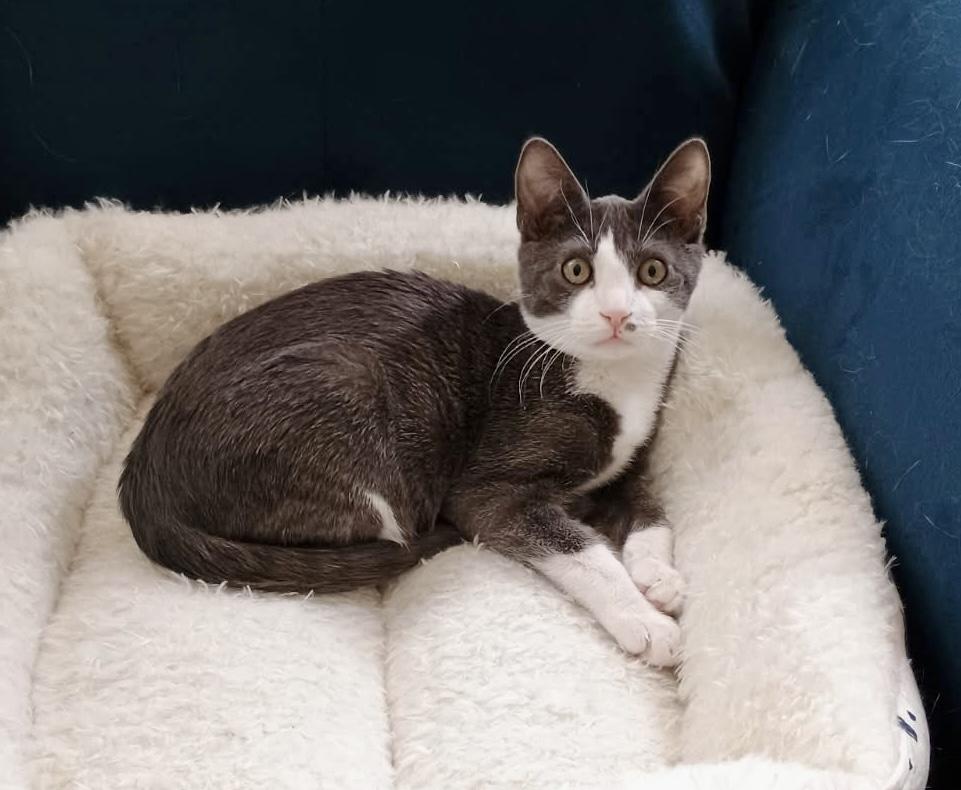 Ciabatta, Adoptable, Kitten Male Tuxedo.