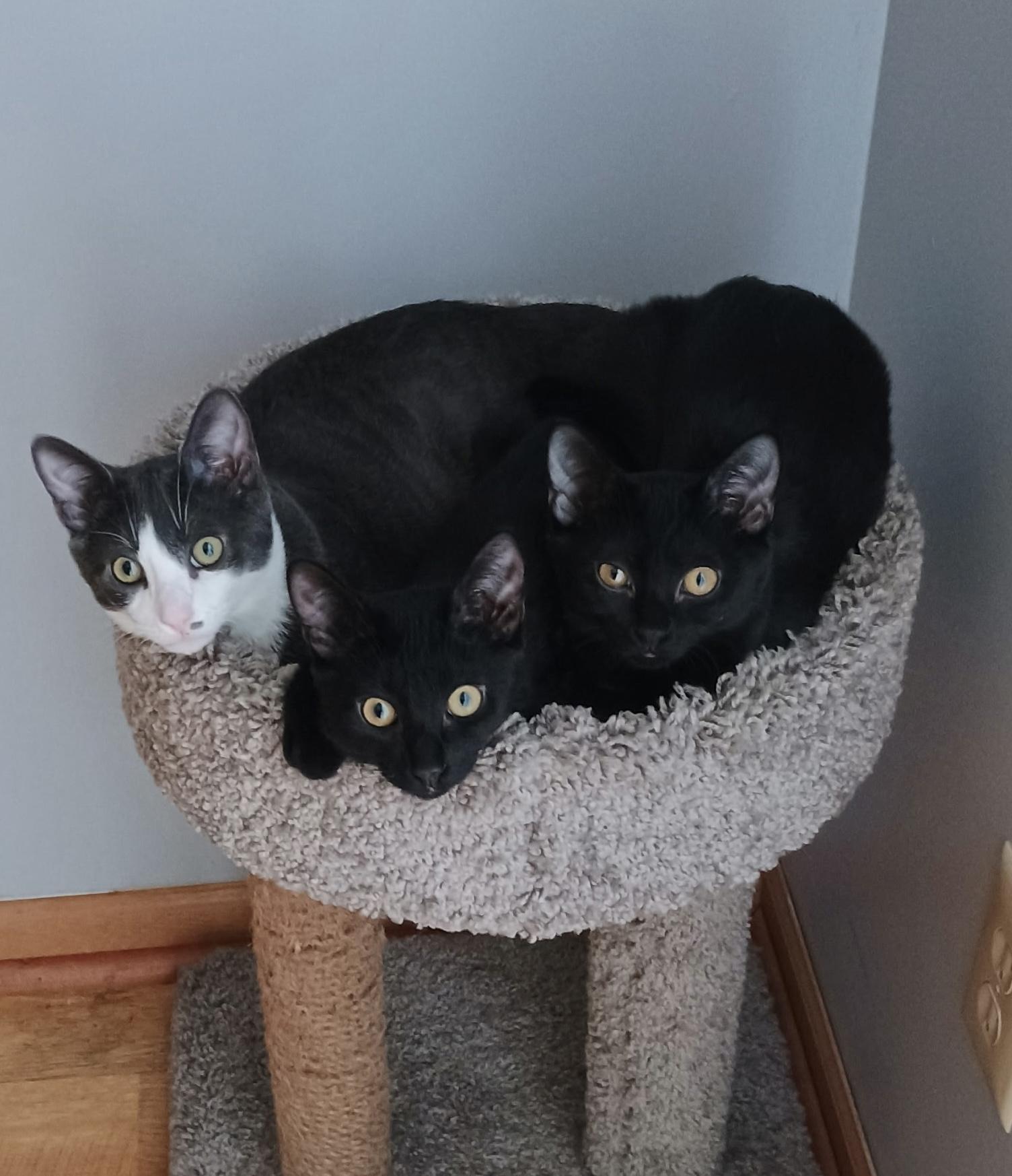 Ciabatta, a Adoptable Tuxedo in Pickerington, OH image 2/4