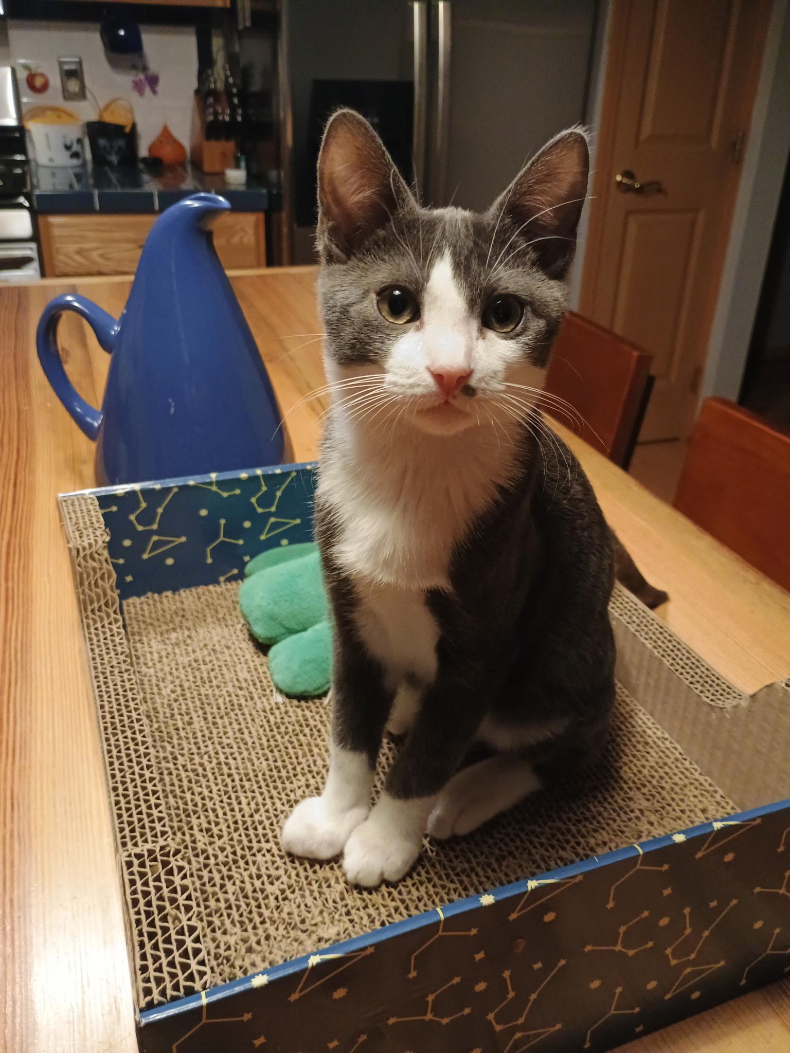 Ciabatta, a Adoptable Tuxedo in Pickerington, OH image 3/4