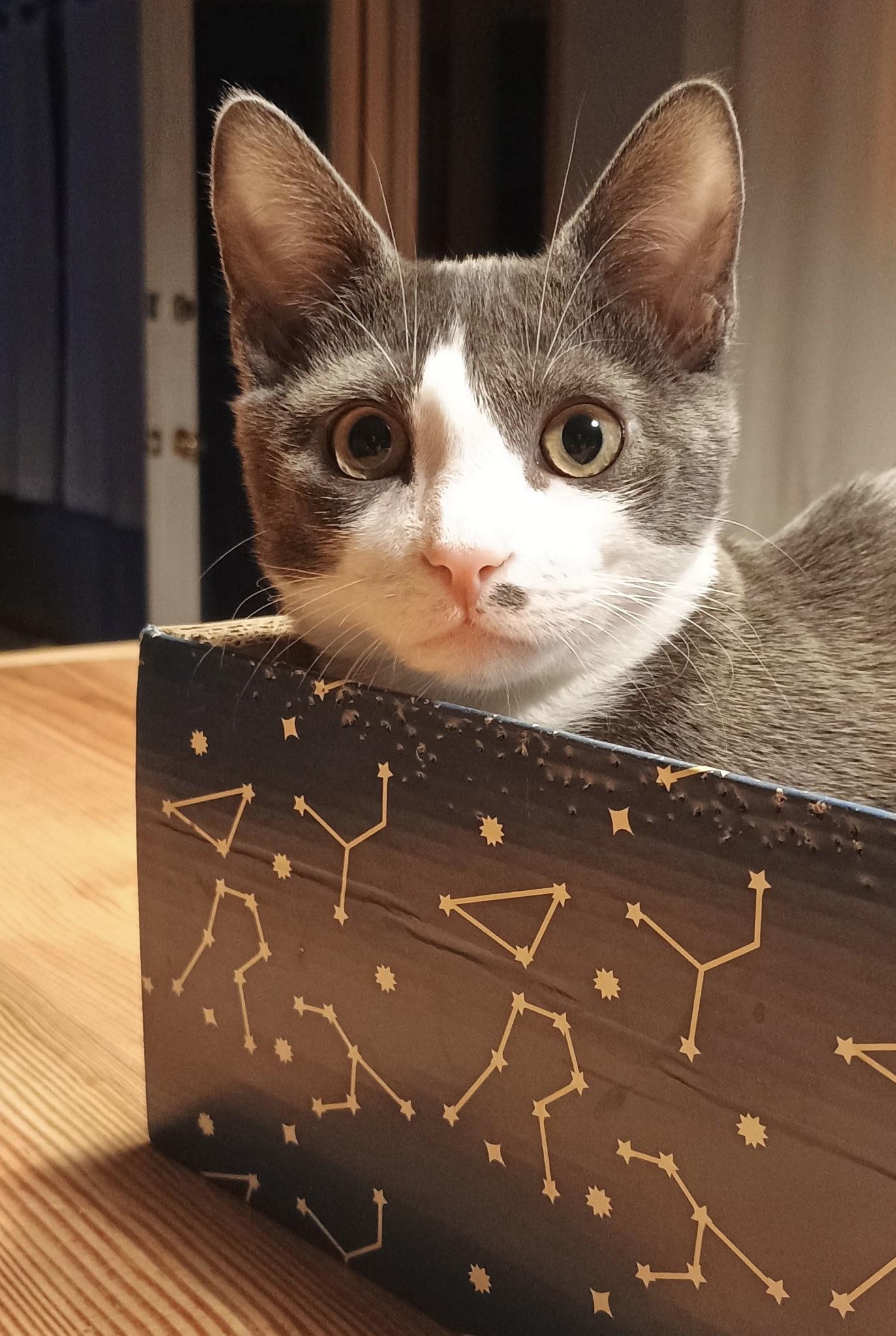 Ciabatta, a Adoptable Tuxedo in Pickerington, OH image 4/4